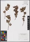 Foto von Salix aurita L.